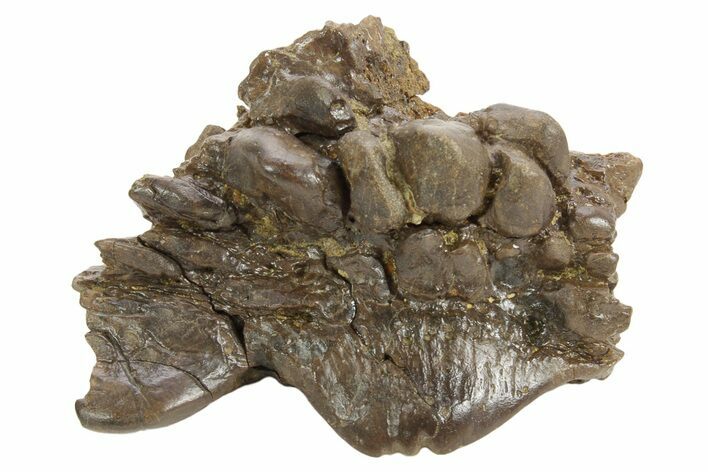 Fossil Dinosaur (Pachycephalosaurus) Skull Section - Wyoming #379720